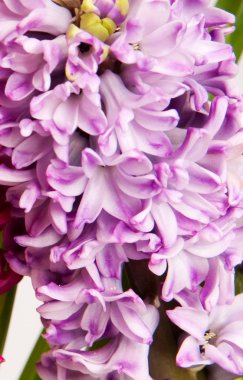 Hyacinth clipart