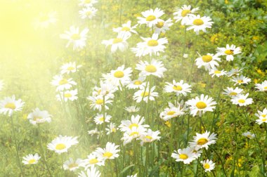 White daisy clipart