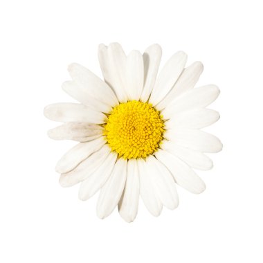 Camomile clipart