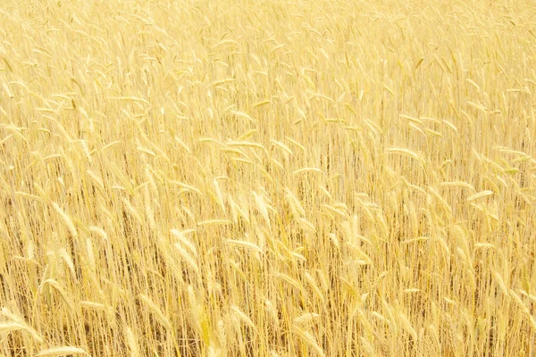 ライ麦の背景 — ストック写真