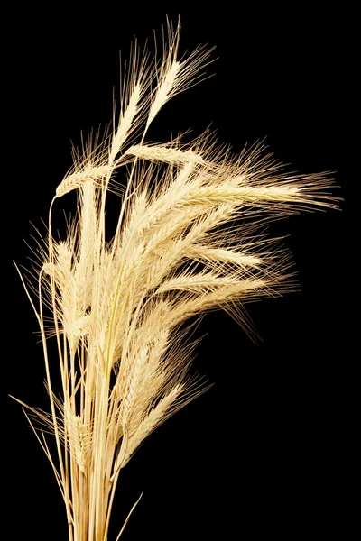 黑麦孤立在黑色 — 图库照片