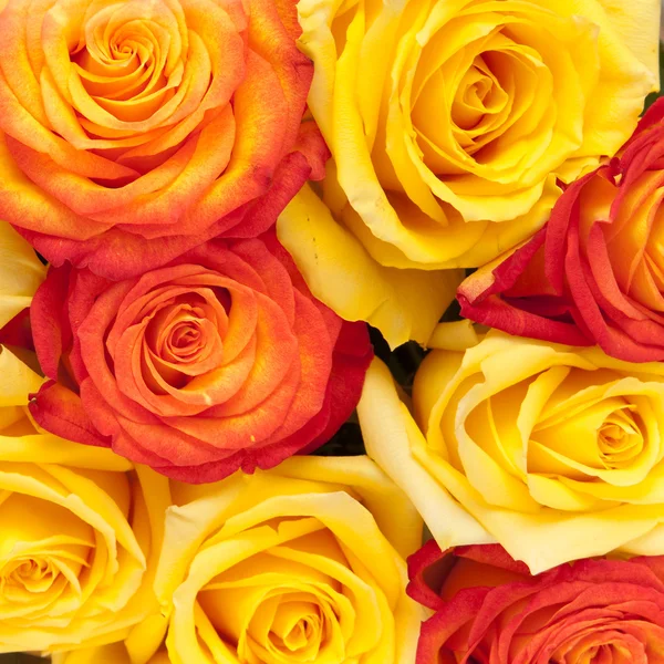 Rose, sfondo — Foto Stock