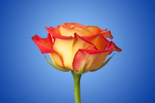 Роза на голубом — стоковое фото