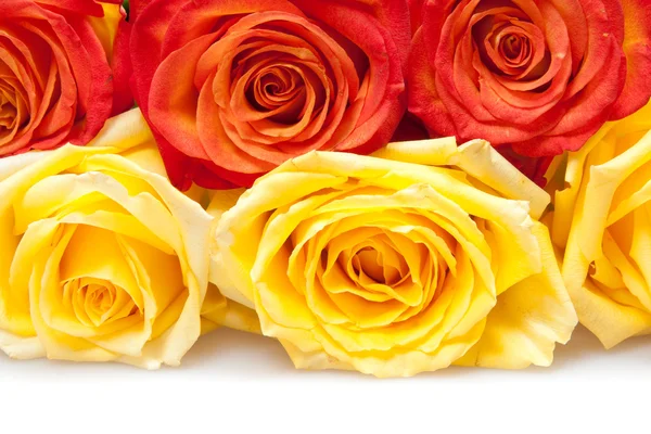Röda och gula rosor — Stockfoto
