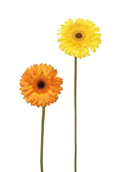 Két daisy — Stock Fotó
