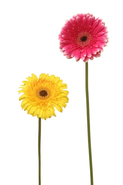 Two daisy — Stock Photo, Image