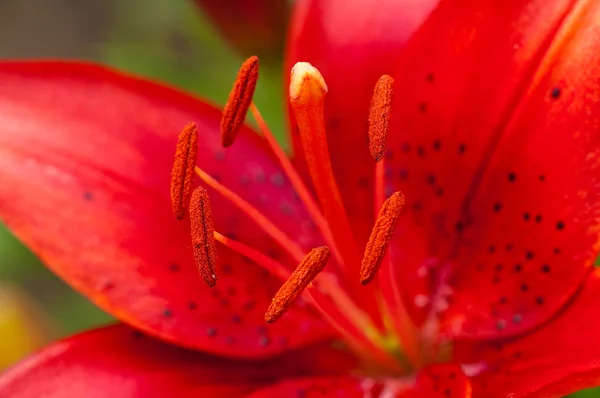 Rote Lilie — Stockfoto