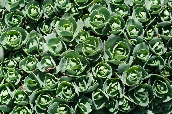 stock image Sedum