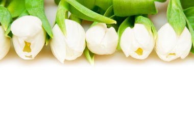 Tulips clipart