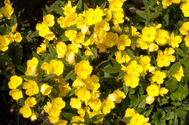 Oenothera, akşam çuha çiçeği