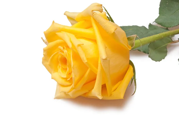 Żółta róża — Zdjęcie stockowe