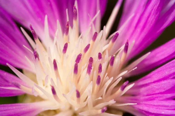 stock image Scabious