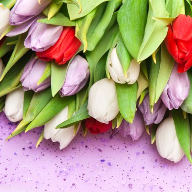 Tulips clipart