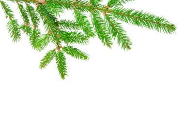 Green banch of fir isolated on white clipart