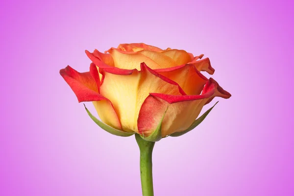One Rose — Stock Photo, Image