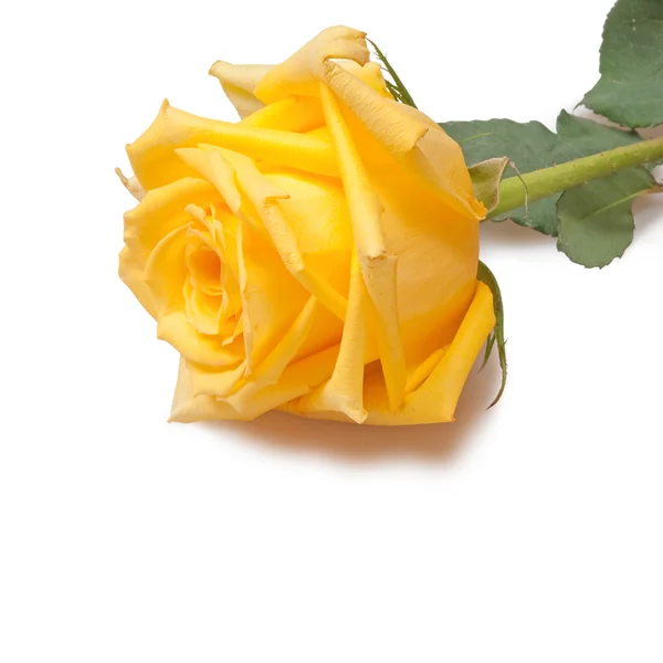 Rosa amarilla —  Fotos de Stock