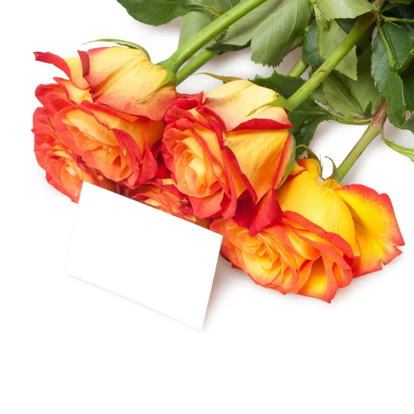 Roses isolated on white — Stock Photo, Image