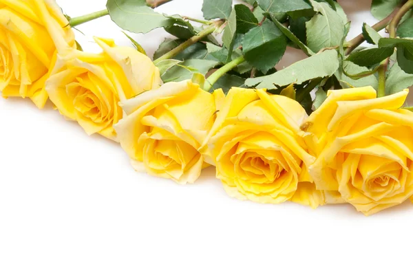 ดอกกุหลาบสีเหลือง — ภาพถ่ายสต็อก