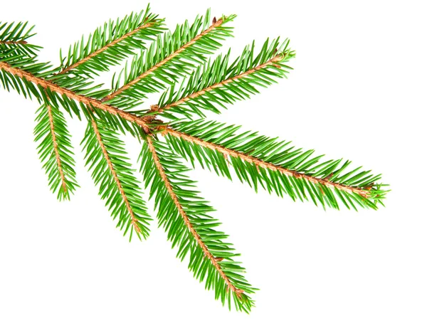 Green banch of fir isolated on white — Stock Photo, Image