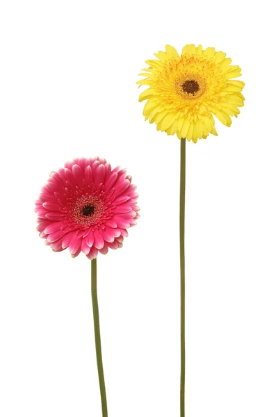 Twee daisy — Stockfoto