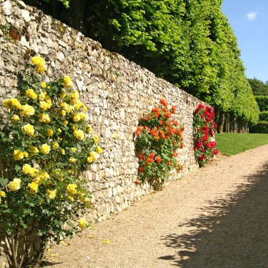 Gül villandry, Fransa