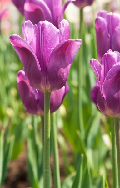 Fiori Tulipani — Foto Stock