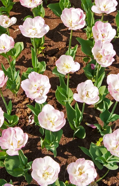 Цветы Тюльпаны — стоковое фото