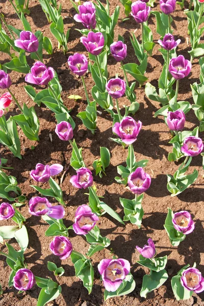 Flores Tulipanes — Foto de Stock