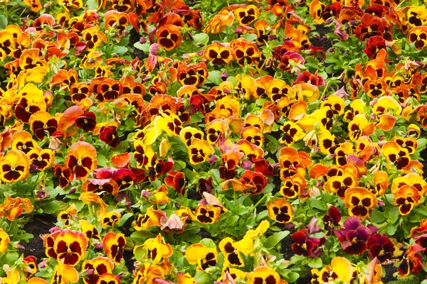 Viola Tricolor Pansy Flowerbed — Stock Photo, Image