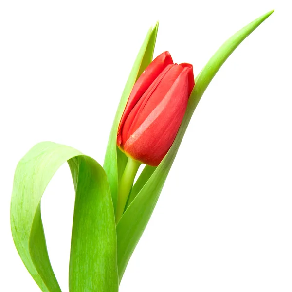Jeden Červený Tulipán Izolovaný Bílém — Stock fotografie