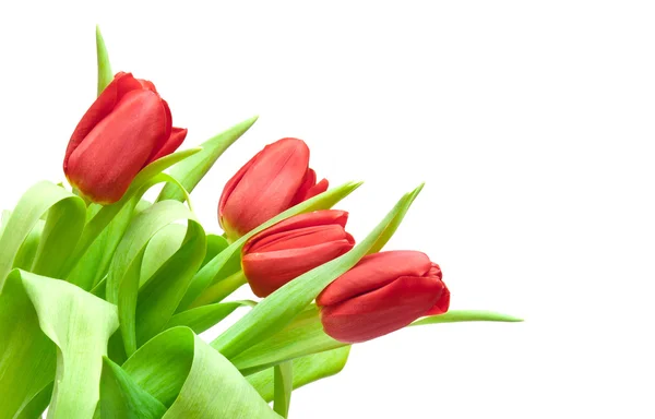 Red Tulips Isolated White — Stock Photo, Image
