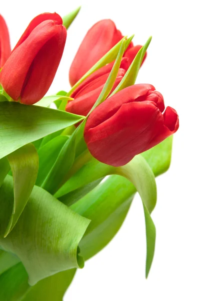 Czerwone Tulipany Wyizolowane Białym — Zdjęcie stockowe