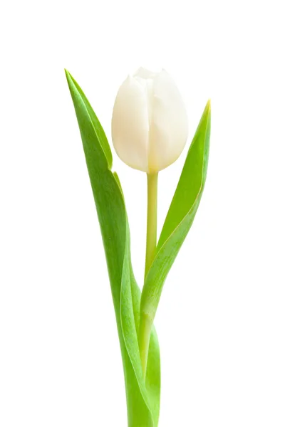 One White Tulip Isolated White — Stock Photo, Image