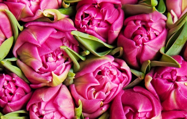 Beautiful Pink Double Tulips Background — Stock Photo, Image