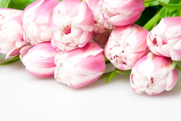 Рожеві Тюльпани Білому — стокове фото