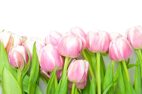 Tulipanes Rosados Sobre Blanco —  Fotos de Stock