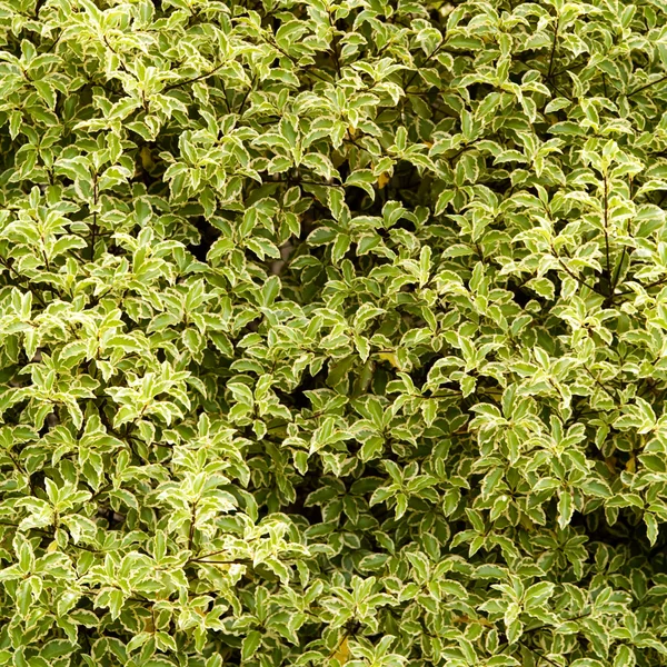stock image Green hedge