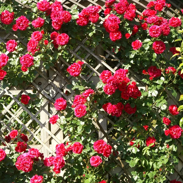 Czerwone Róże Płot — Zdjęcie stockowe