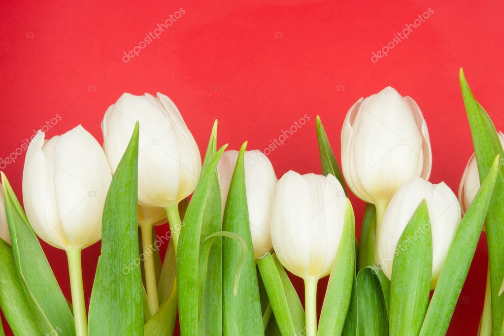 Tulipanes Blancos Sobre Rojo: fotografía de stock © loskutnikov #4619310 |  Depositphotos