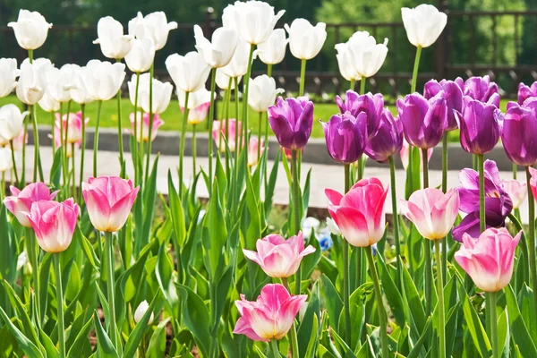 Flores Tulipanes — Foto de Stock