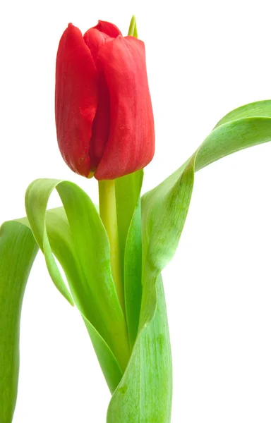 Jeden Czerwony Tulipan Izolowany Białym — Zdjęcie stockowe