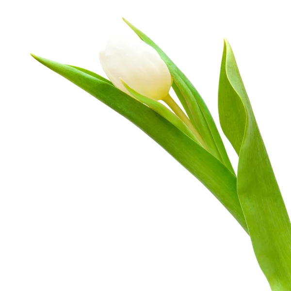 Білий tulip — стокове фото