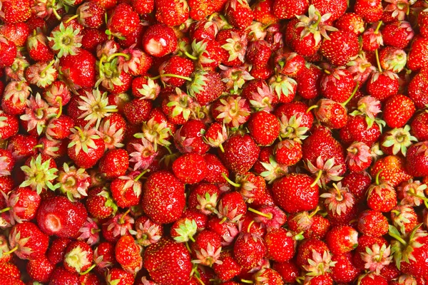 堆红草莓 美味的背景 — 图库照片