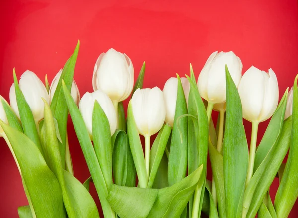 Tulipes Blanches Sur Rouge — Photo
