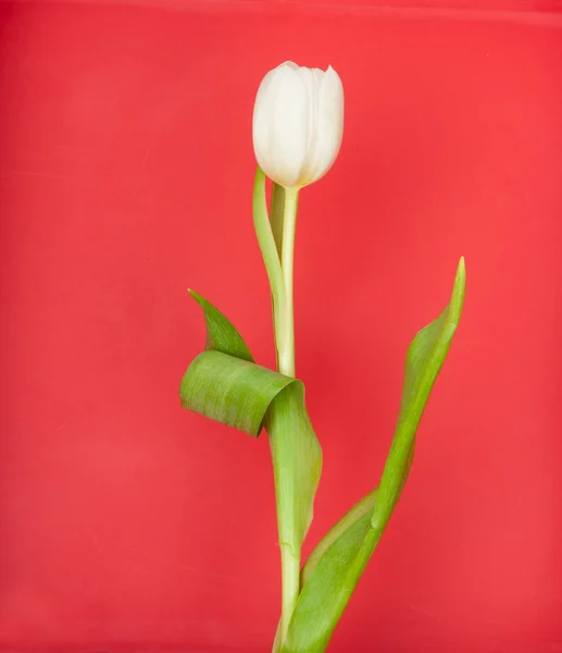Білий Тюльпан Червоному — стокове фото