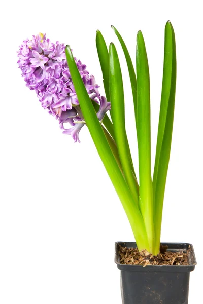 Een Mooie Hyacint Wit — Stockfoto