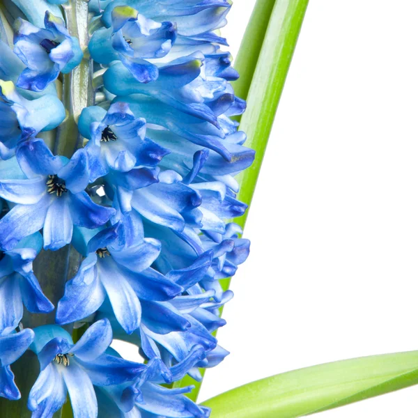 One Beautiful Hyacinth White — Stock Photo, Image