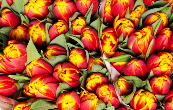 Piękne Czerwone Tulipany Duży Bukiet — Zdjęcie stockowe