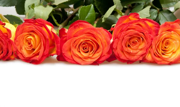 Trandafiri Frumoși Izolați Alb — Fotografie, imagine de stoc