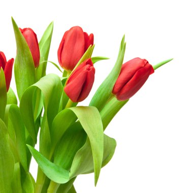 Tulips clipart